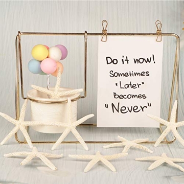 Jangostor 20 PCS Starfish | Natural Seashells for Decor