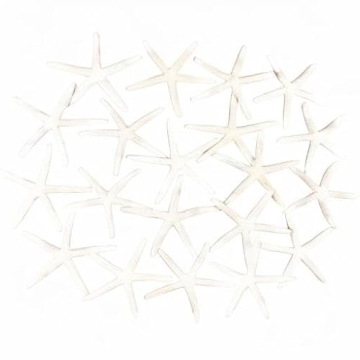 Jangostor 20 PCS Starfish | Natural Seashells for Decor