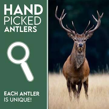 Natural Split Antler Chews for Dogs | Healthy Treats