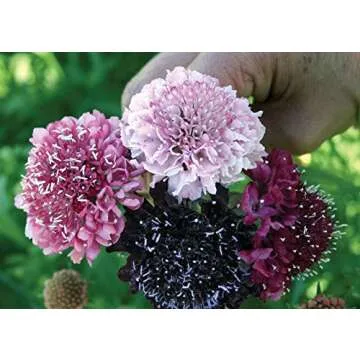 Burpee Summer Berries Scabiosa Seeds - 40 Colorful Blooms for a Vibrant Garden