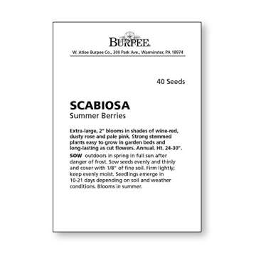 Burpee Summer Berries Scabiosa Seeds - 40 Colorful Blooms