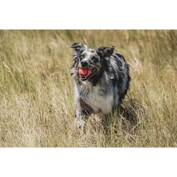 Chuckit! Ultra Ball Dog Toy, Medium (2.5 Inch Diameter) Pack of 1, for breeds 20-60 lbs