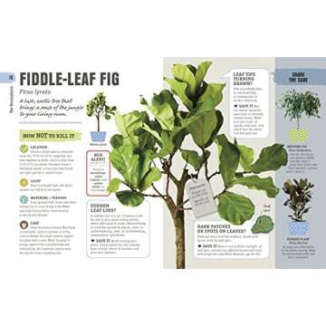 How Not to Kill Your Houseplant Survival Tips for Beginners