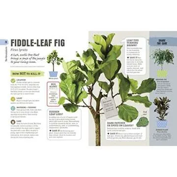 How Not to Kill Your Houseplant Survival Tips for Beginners