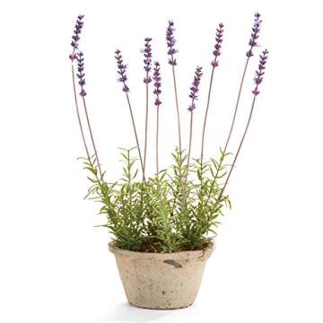 NAPA Home & Garden,*French Lavender 17" Potted