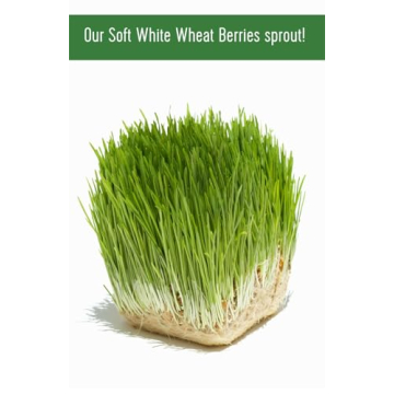 Premium Glyphosate Residue Free Soft White Wheat Berries
