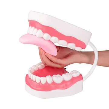 Ultrassist Mouth Model White Hinge for Speech Therapy, Ideal Brushing Teaching Dental Teeth Model fo...