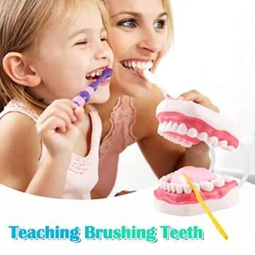 Ultrassist Mouth Model White Hinge for Speech Therapy, Ideal Brushing Teaching Dental Teeth Model for Kids and Children, 6 Times Enlarge, Includes Toothbrush
