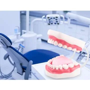 Ultrassist Mouth Model White Hinge for Speech Therapy, Ideal Brushing Teaching Dental Teeth Model for Kids and Children, 6 Times Enlarge, Includes Toothbrush