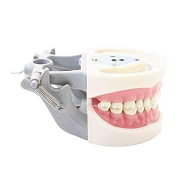 Typodont Teeth Model - Removable Dental Teaching Tool
