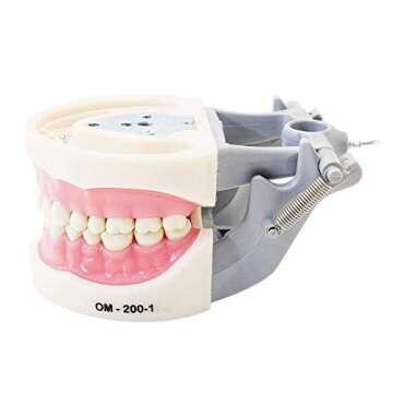 Typodont Teeth Model with Removable Teeth for Dental Education