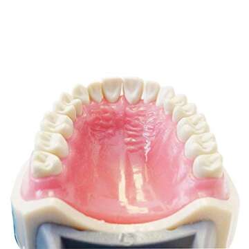 Typodont Teeth Model with Removable Teeth for Dental Education