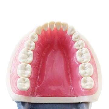 Typodont Teeth Model with Removable Teeth for Dental Education