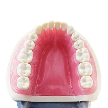 Typodont Teeth Model with Removable Teeth for Dental Education