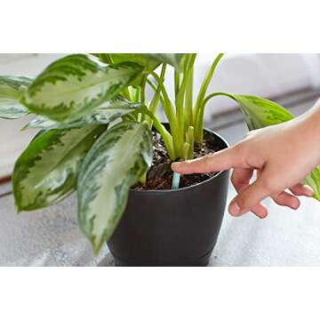 Miracle-Gro Indoor Plant Food Spikes for Vibrant Houseplants