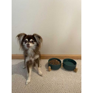 SPUNKYJUNKY Ceramic Dog and Cat Bowls for Pets