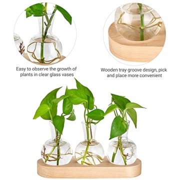 Mkono Desktop Plant Propagation Station With Wooden Tray