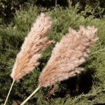 SREED 20 Pcs 23 Inch Tall Fluffy Pampas Grass XL Size Brown Dry Pompous Grass Decor Wedding Flower Boho Decor Natural Pompas Flower Bouquet (Brown, 23 inch)