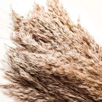 SREED 20 Pcs 23 Inch Tall Fluffy Pampas Grass XL Size Brown Dry Pompous Grass Decor Wedding Flower Boho Decor Natural Pompas Flower Bouquet (Brown, 23 inch)