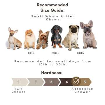WhiteTail Naturals - Antlers for Small Dogs (6 Pack) Deer Antler Dog Chew Bones for Small Aggressive Chewers - Long Lasting Horn Chew Toys - Naturally Shed