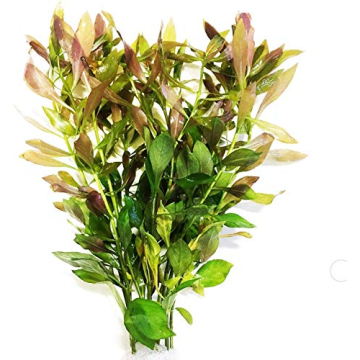 Greenpro 3-Bundles Ludwigia Repens Live Aquarium Decorations Water Plants