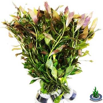 Greenpro Ludwigia Repens Live Plants for Aquariums
