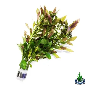 Greenpro Ludwigia Repens Live Plants for Aquariums