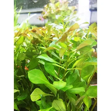 Greenpro Ludwigia Repens Live Plants for Aquariums