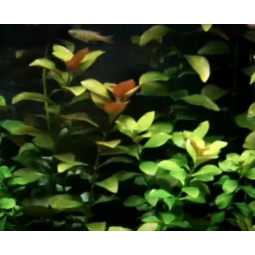 Greenpro Ludwigia Repens Live Plants for Aquariums