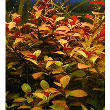 Greenpro Ludwigia Repens Live Plants for Aquariums