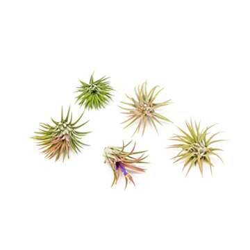 Air Plants Ionantha Mexican - Colors and Shape Varies Due to Seasonality-Live Tillandsia Succulent H...