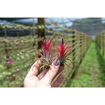 Air Plants Ionantha Mexican - Colors and Shape Varies Due to Seasonality-Live Tillandsia Succulent House Plants - Available in Wholesale and Bulk - Home and Garden Decor-Easy Care Plants (Pack of 5)
