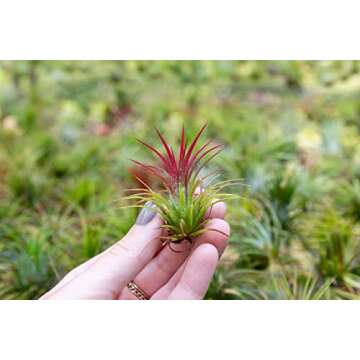 Air Plants Ionantha Mexican - Colors and Shape Varies Due to Seasonality-Live Tillandsia Succulent House Plants - Available in Wholesale and Bulk - Home and Garden Decor-Easy Care Plants (Pack of 5)