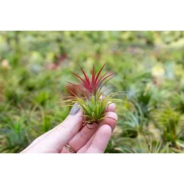 Air Plants Ionantha Mexican - Colors and Shape Varies Due to Seasonality-Live Tillandsia Succulent House Plants - Available in Wholesale and Bulk - Home and Garden Decor-Easy Care Plants (Pack of 5)