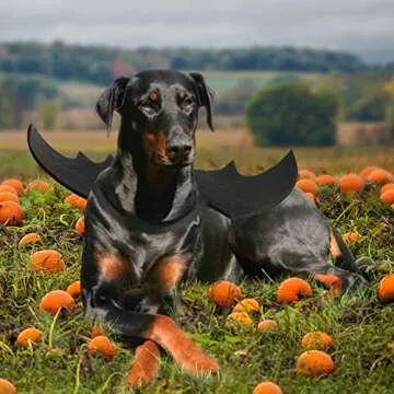 Rypet Dog Bat Costume for Halloween & Parties XL