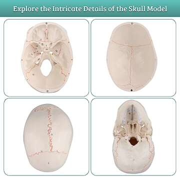 Skillssist Numbered Human Skull Model - Life Size Medical Quality Anatomical Model with 3 Parts and ...