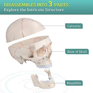 Skillssist Numbered Human Skull Model - Life Size Medical Quality Anatomical Model with 3 Parts and Painted Sutures - Ideal for Medical Students and Science Education