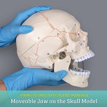 Skillssist Numbered Human Skull Model - Life Size Medical Quality Anatomical Model with 3 Parts and Painted Sutures - Ideal for Medical Students and Science Education
