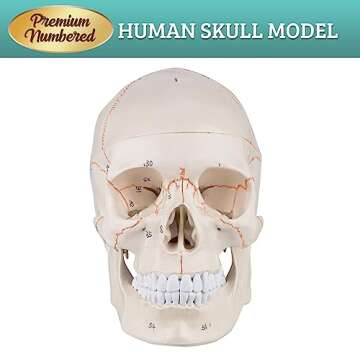 Skillssist Numbered Human Skull Model - Life Size Medical Quality Anatomical Model with 3 Parts and Painted Sutures - Ideal for Medical Students and Science Education