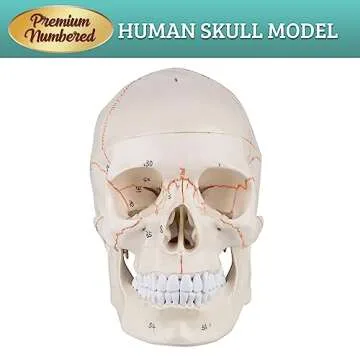 Skillssist Numbered Human Skull Model - Life Size Medical Quality Anatomical Model with 3 Parts and Painted Sutures - Ideal for Medical Students and Science Education