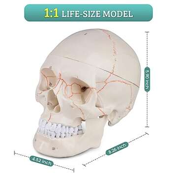 Skillssist Numbered Human Skull Model - Life Size Medical Quality Anatomical Model with 3 Parts and Painted Sutures - Ideal for Medical Students and Science Education