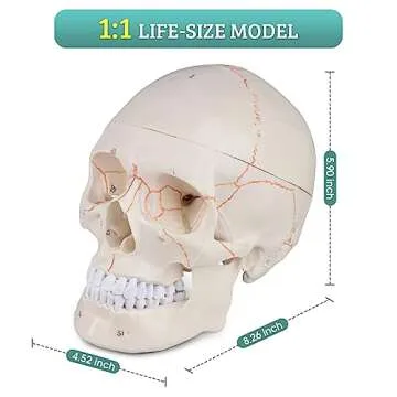 Skillssist Numbered Human Skull Model - Life Size Medical Quality Anatomical Model with 3 Parts and Painted Sutures - Ideal for Medical Students and Science Education