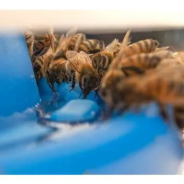 Homestead Essentials Ultimate Hive Feeder for Beekeepers 2 Pack from Farmstand Supply (in Hive)