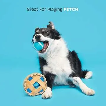 Barkbox Dog Toys – Ballberry Pie Squeaker Ball Interactive Chew Toys – Durable & Tough Tennis Balls, Training, Exercise & Beating Boredom – Stimulating Plush, Small/Medium Breed & Puppies