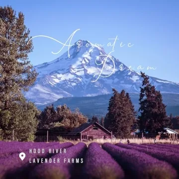 TRINIDa Scented Candles for Stress Relief and Relaxation