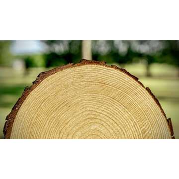Set of (10) 11-12 inch Wood Slices for centerpieces! Wood Slice centerpieces, Wood Rounds, Tree Slices (11 inch)