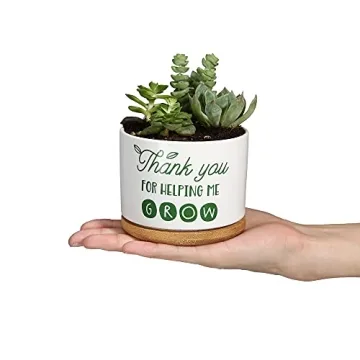 DOMG Ceramic Succulent Pot - Indoor Outdoor Planter