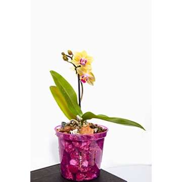 rePotme Orchid Food - Feed ME! MSU Orchid Fertilizer - RO/Rain/Tap Water (8 oz)