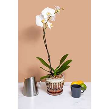 rePotme Orchid Food - Feed ME! MSU Orchid Fertilizer - RO/Rain/Tap Water (8 oz)