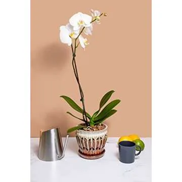 rePotme Orchid Food 8 oz - Best Orchid Fertilizer